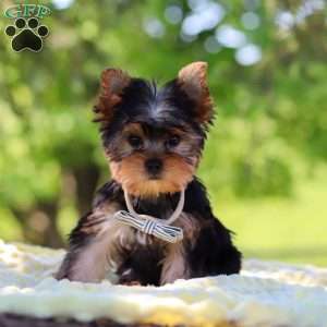 Bolt, Yorkie Puppy